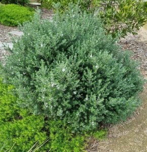 westringia mauve skies coastal rosemary australian native shrub with mauve purple flowers