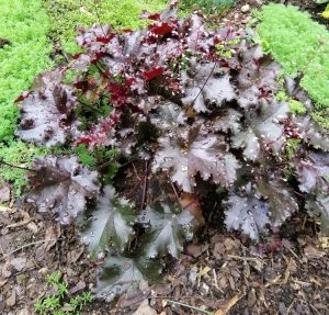 Heuchera 'Black Forest Cake' Coral Bells