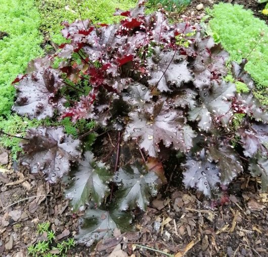 Heuchera 'Black Forest Cake' Coral Bells