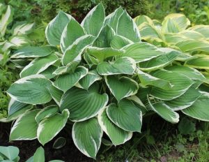 hosta hybrid Dew Drop beautiful foliage shade plant with heart shaped emerald green - blue coloured leaves with crea variegated edges and pink flowers