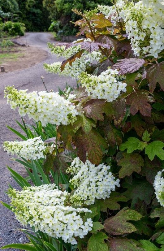 A bush with white Hydrangea quercifolia 'Prinsnow' flowers.