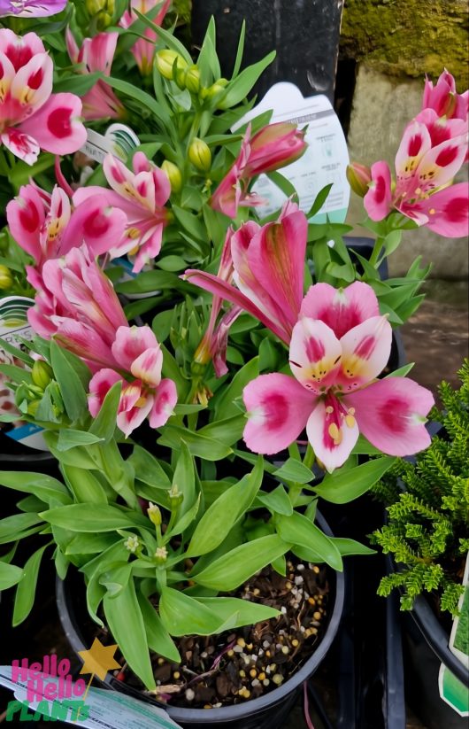 The Alstroemeria 'Inca Flamingo' Peruvian Lily in a 6" pot, featuring vibrant pink and white flowers with lush green leaves, is on display alongside informational plant tags.