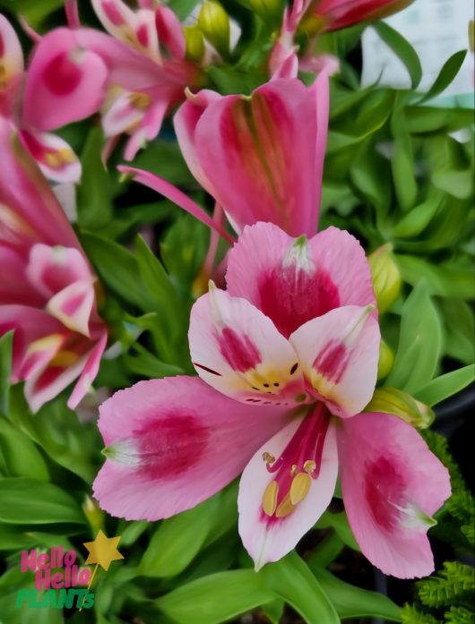 Close-up of an Alstroemeria 'Inca Flamingo' Peruvian Lily 6" Pot with its pink flowers and vibrant green leaves in the background.