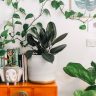 A vibrant living room adorned with lush indoor plants and a captivating assortment of books displayed on a stylish dresser.