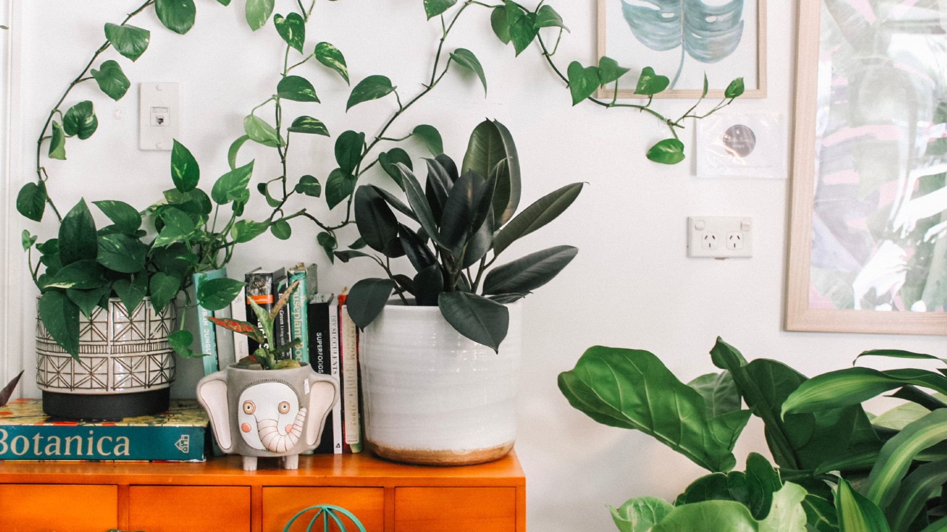 A vibrant living room adorned with lush indoor plants and a captivating assortment of books displayed on a stylish dresser.