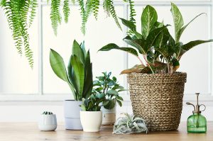 Potted Indoor Plants