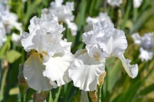 Irises Tall Bearded Iris Iris 'Skating Party' white iris flowers