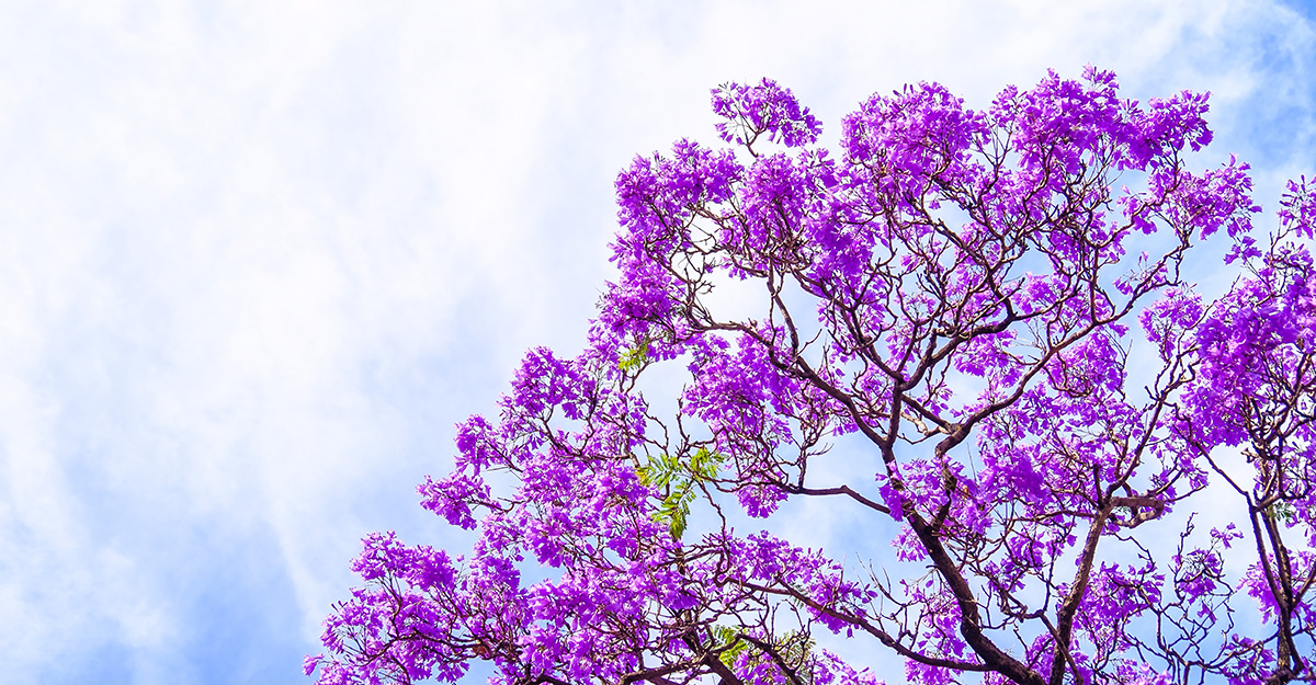 Jacaranda Tree, purple blue flowers