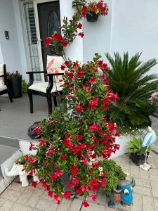 Jade Red Mandevilla Flower