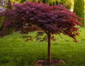 A red japanese maple tree in a garden.