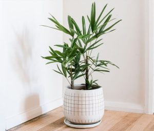 Potted plant, Lady Palm, Indoor Plant