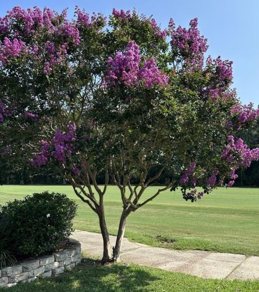 Lagerstroemia indica 'Muskogee' Crepe Myrtle purple mauve flowering feature tree