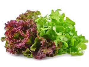 4-inch Pot of Lettuce 'Caesar Salad Mix' on a white background.