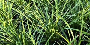 Liriope ElMarco. A modern field of green grass in a garden.