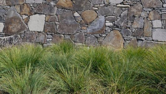 Lomandra confertifolia pallida pom pom grass