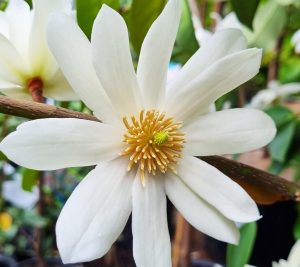 Magnolia fairy white flower hedge