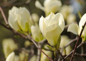 A Magnolia 'Yellow Lantern' 10" Pot flower is blooming on a tree.