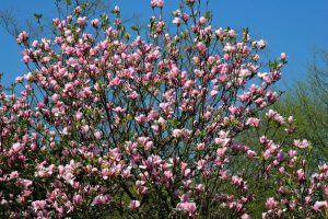 magnolia lilliflora nigra stellata Ricky tree with pink-purple flowers ricki magnolia