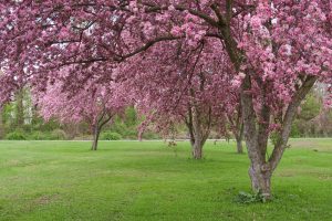 crab apple tree advanced with grass purple pink flowers Malus-domestica-Shotizam-Show-Time-Crab-Apple-Tree