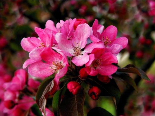 Malus 'Showtime™' Crab Apple 13" Pot