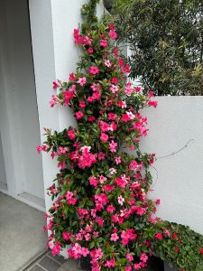 Mandevilla Flowers