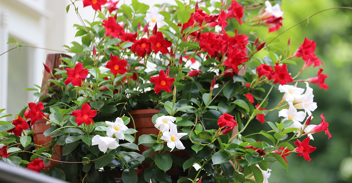 Mandevilla Flowers