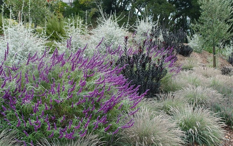 Mexican Sage in native garden