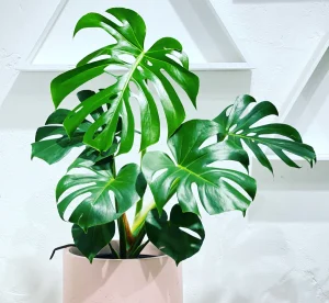 Monstera indoor plant