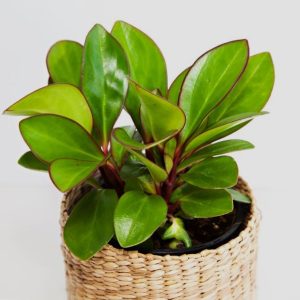 Peperomia clusiifolia 'Red Edge' - Red Edge Radiator Plant plant in a decorative pot basket with thick green leaves and red edges