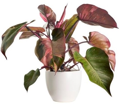 philodendron pink princess planted in a white pot with green and pink shaded leaves, indoor plant