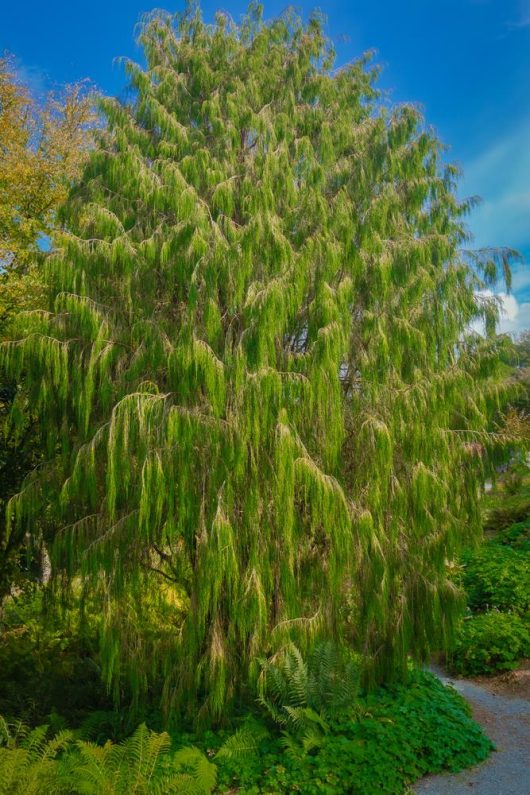 A large green tree in a garden. Pinus patula Mexican Weeping Pine tree evergreen lush green tree