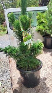 pinus thunbergii japanese black pine thunderhead conifer pine with dark green needles spikes in a 12inch pot