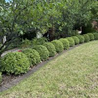 A lawn with Pittosporum 'Golf Ball' border