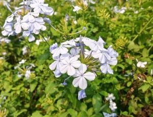 A group of white flowers, such as Plumbago Plumbago 'White
