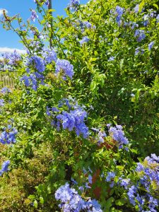A bush with blue flowers and a blue sky. Plumbago auriculata 'Cape Plumbago'
