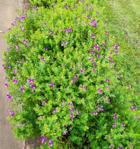 Polygala myrtifolia oppositifolia Little Bibi Dwarf Sweet Pea Shrub green ball like foliage with purple flowers in the garden