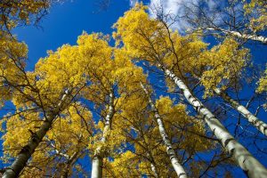 Golden leaves of Populus 'Golden' Poplar 13" Pot trees against a blue sky.