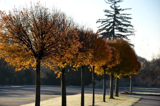 Prunus fruticosa Globosa Standards gLOBE cHERRY ROUNDED TREE