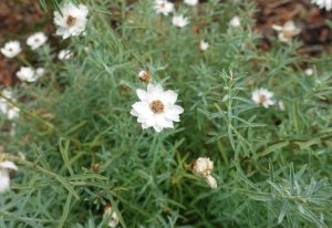 Rhodanthe anthemoides 'Sunray Snow' Chamomile Sunray Paper Daisy