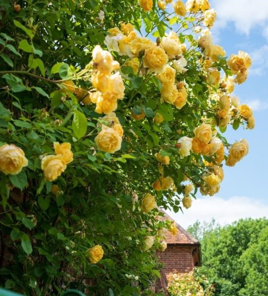 A yellow rose bush in front of a brick house. golden gate bright yellow blooms climbing ros