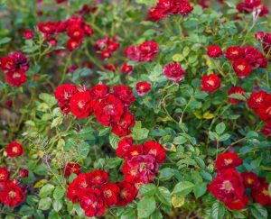 Rosa Summer's evening Groundcover rose bright red open blooms with yellow stamens in centres