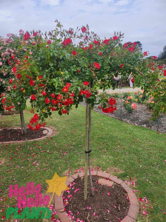 A Rose 'Summer's Evening' 6ft Weeper tree with red flowers in the middle of a garden.