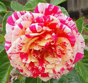 rosa floribunda it's magic! multicoloured blooms of red, hot pink and white with yellow centres