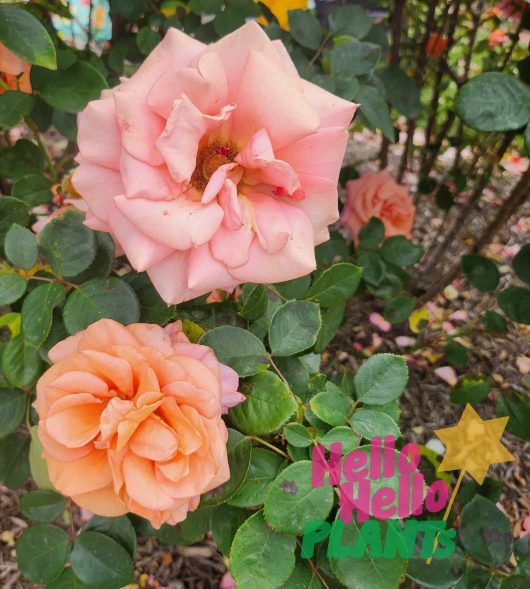 Two pink Rose 'Warm Wishes' Bush Form in a garden with leaves and stars. These beautiful Rose 'Warm Wishes' Bush Form, in their bush form, are a stunning sight that evokes warm wishes.