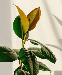 Rubber Plant, indoor plant, tough