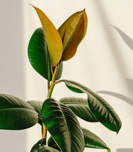 Rubber Plant, indoor plant, tough