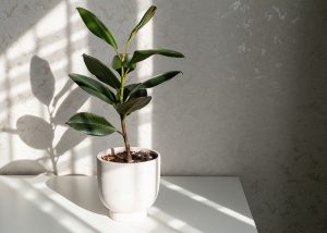 Rubber Plant, Ficus Elastica