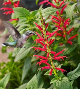 Salvia flower