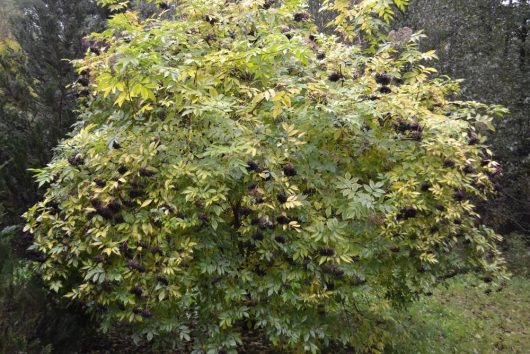 A Sambucus 'Madonna' Black Elderberry tree with a lot of fruit on it. deciduous bush
