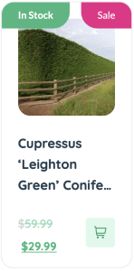 Cupressus leighton green conifer, a versatile evergreen for modern gardens styles.
